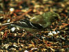 bf_birdgoldfinch2.jpg